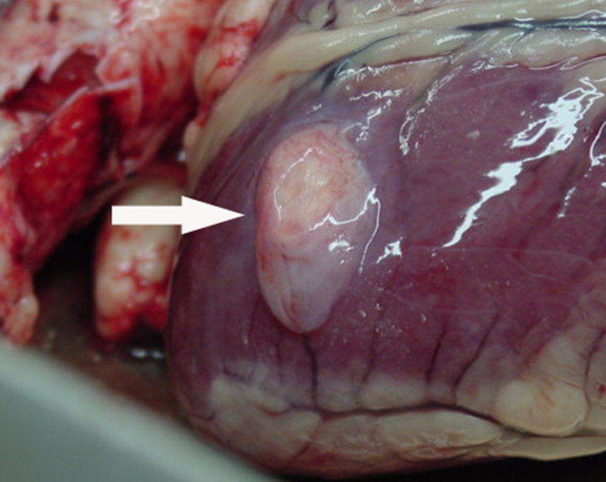 bladder worm on the heart of a sheep